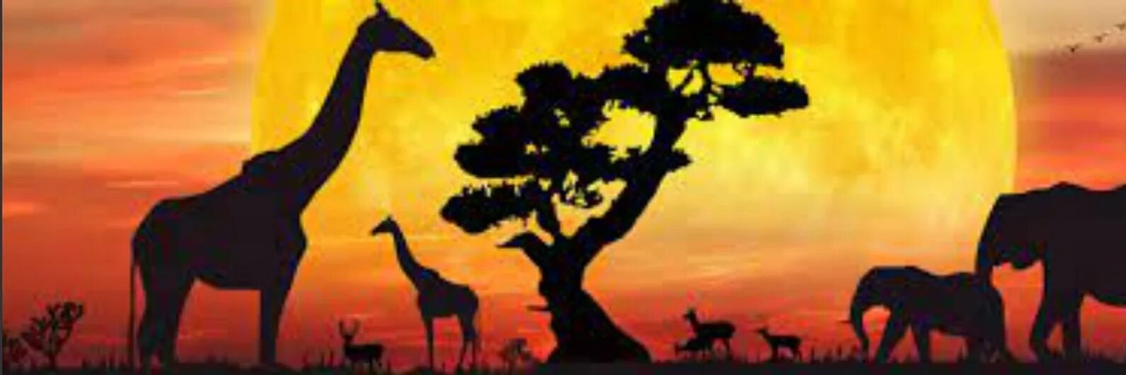 В мире животных передача. Аист на черном фоне. В мире животных надпись. Пазл step puzzle plastic collection мир животных. Заставка в мире животных.