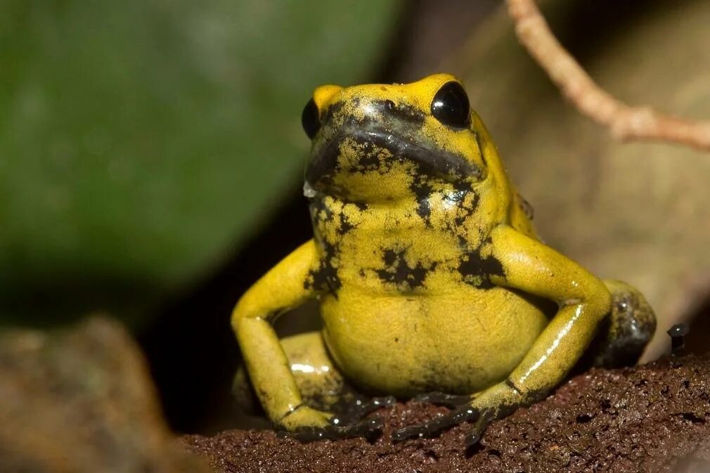 Ужасные лягушки. Ужасный листолаз (phyllobates terribilis). Ядовитая лягушка листолаз. Золотистополосый листолаз. Ужасный листолаз лягушка.