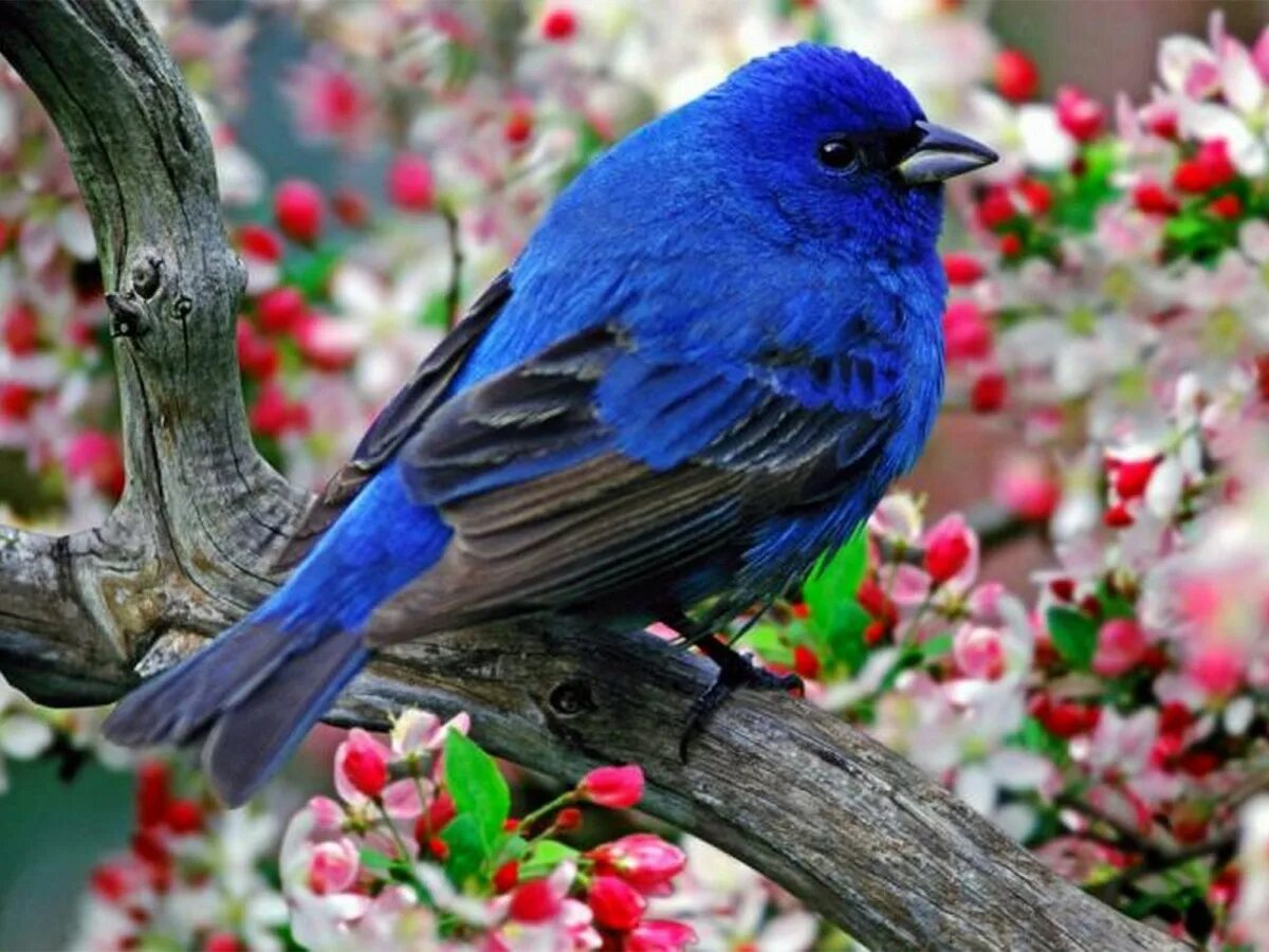 Красный овсянковый Кардинал. Красивые птицы. Синяя птица. Яркие птицы.