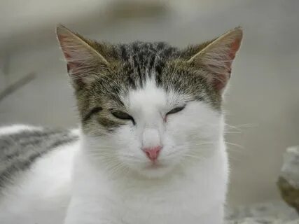 Редактор кошки