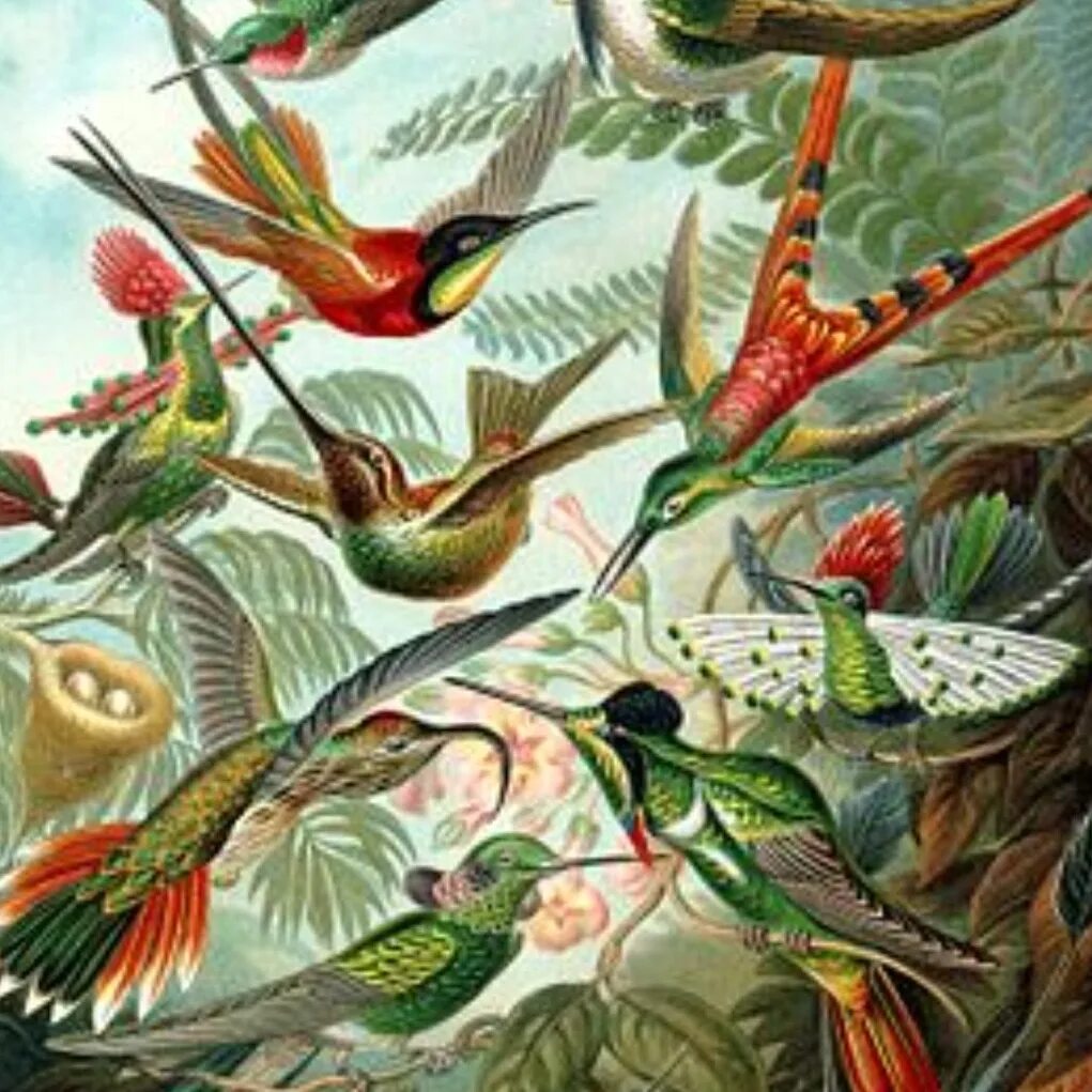 Ernst Haeckel картины. Птицы живопись. Экзотические птицы живопись.
