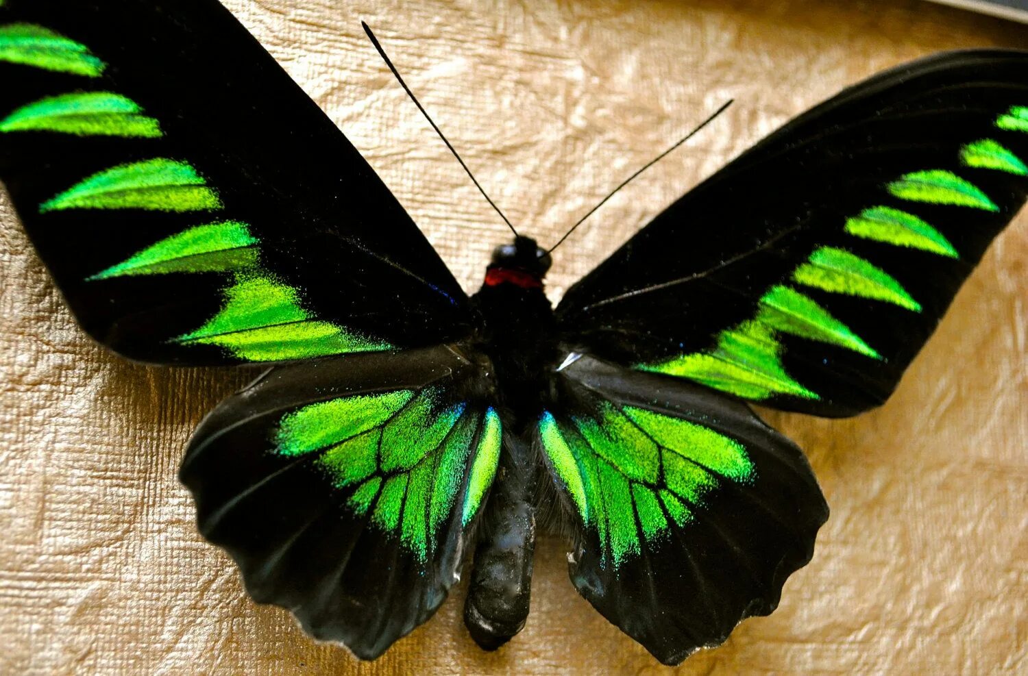 Сохранение темных бабочек в результате. Крылья бабочки. Зеленая бабочка. Черно зеленая бабочка. Бабочка с салатовыми крыльями.