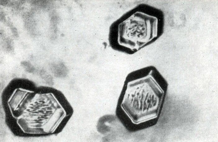 Вирусы в виде кристаллов. Икосаэдрический капсид. Вирусы кристаллической структуры. Кристаллы вирусов. Кристаллы вирусов.