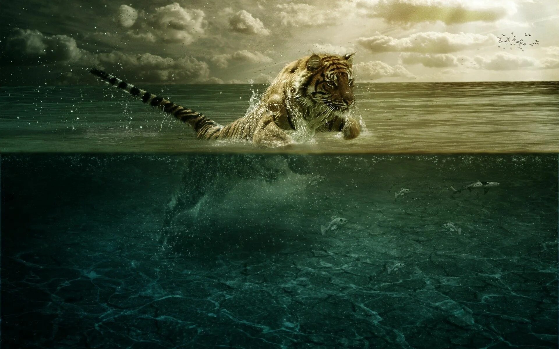 Звери под водой. Тигр в воде. Обои на рабочий стол тигр. Тигр на море. Тигр под водой.