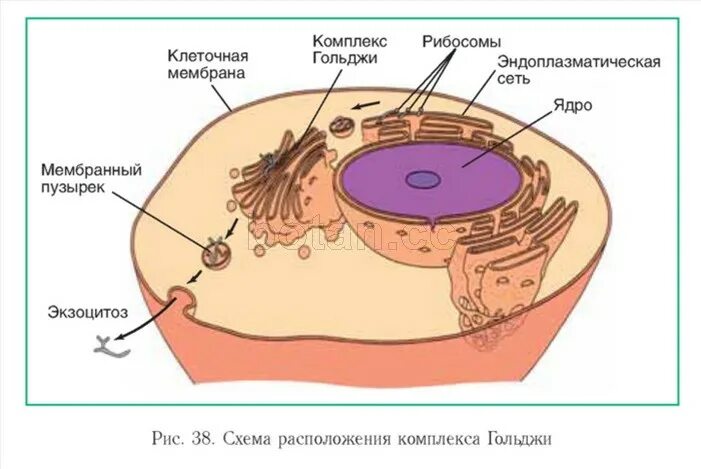 Слияние лизосомы с фагоцитозным пузырьком. Строение клетки аппарат Гольджи ЭПС. Схема расположения и строения аппарата Гольджи. Эндоплазматическая сеть рисунок комплекс Гольджи.