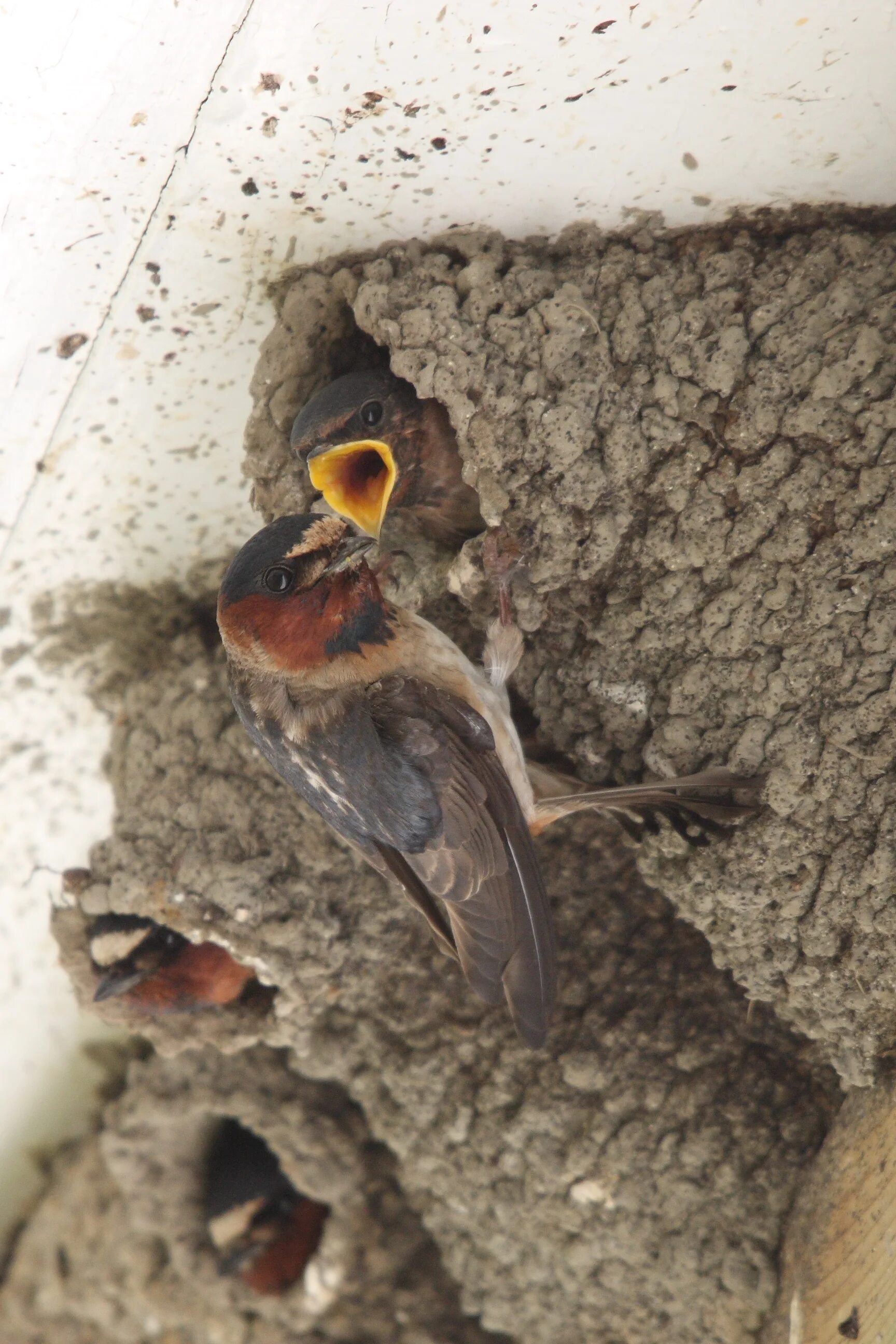 What does the swallows nest look like