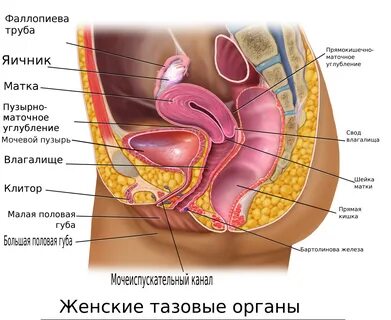 Лечение пролапса гениталий 