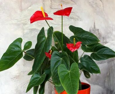 Брюнеткамен секс онлайн видео