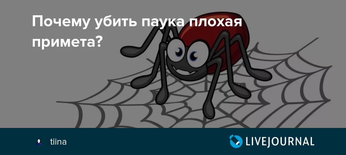 Паук на улице примета. Плохая примета паук.