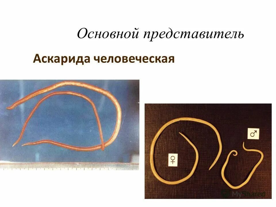 Тип взаимоотношений между аскарида и человек. Аскарида и человек тип взаимоотношений. человек аскарида тип взаимодействия. полость тела человеческой аскариды. локализация аскариды человеческой.