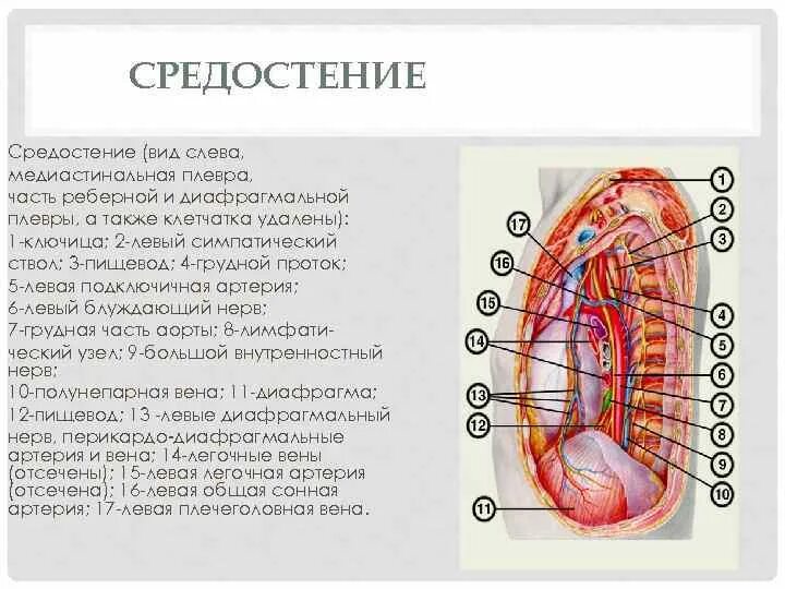 Легкие положение функции