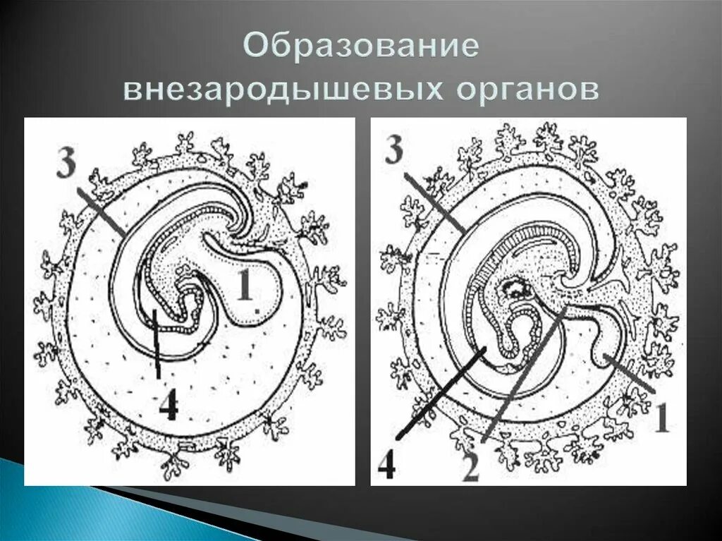 Внезародышевые оболочки птиц. Внезародышевые органы человека таблица. Строение внезародышевых органов. Внезародышевые листки.