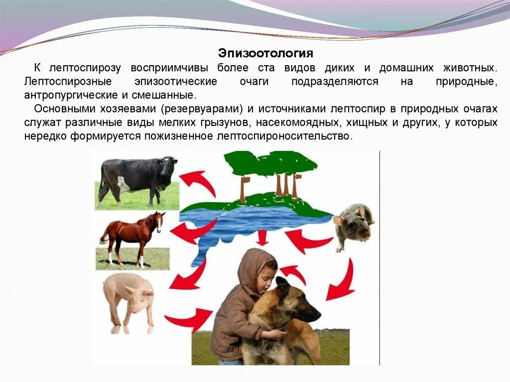 Лептоспироз животных. Лептоспироз эпизоотология презентация. лептоспироз животных эпизоотология. лептоспироз эпизоотология ветеринария. эпизоотология презентация.