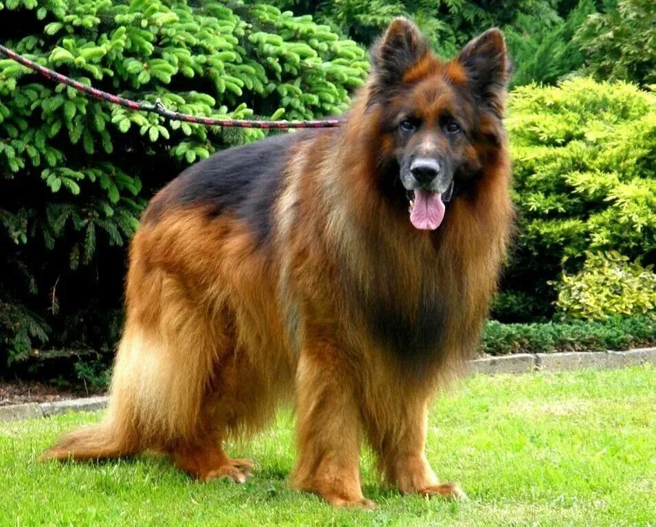 Немецкая овчарка лохмач. Шилонская овчарка shiloh shepherd. Шилонская овчарка длинношерстная. Породы длинношерстных овчарок. Старонемецкая овчарка длинношерстная.