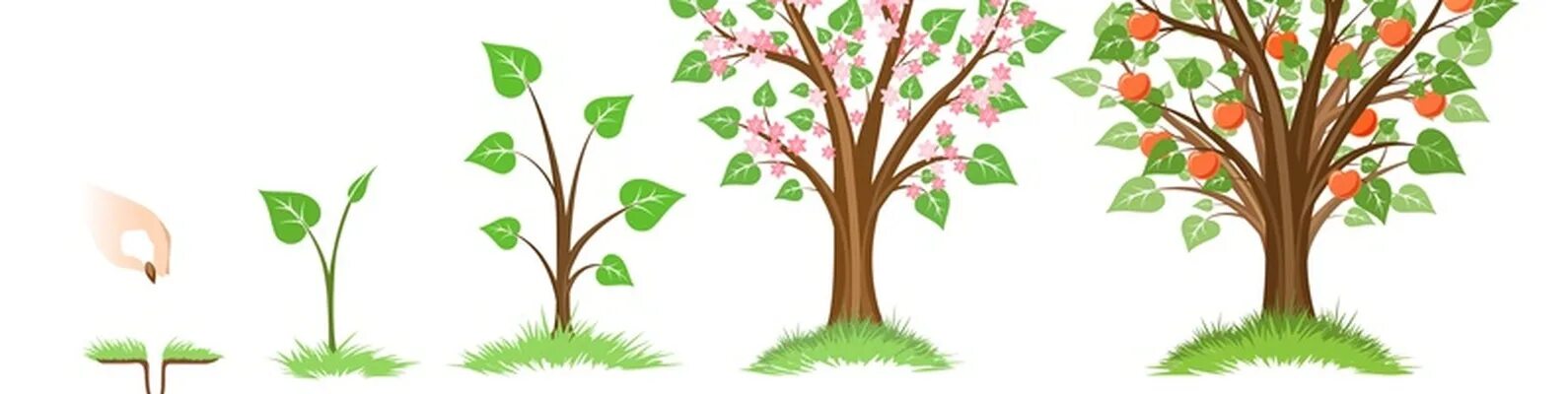 Мощный дуб. Криволесье в польше. Корни дерева. Раскидистое дерево. Железное дерево темир агач.