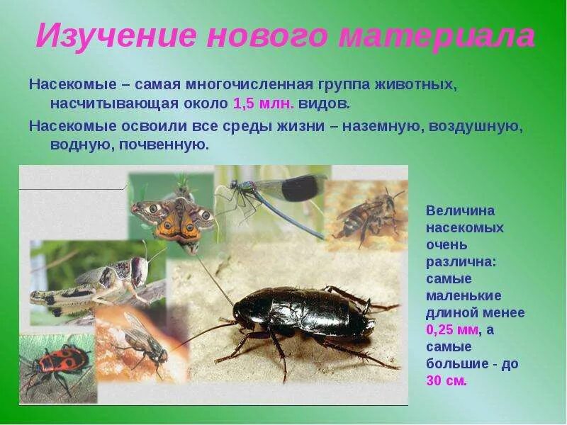 Образы насекомых. Класс насекомые образ жизни. Насекомые освоили среды жизни. Насекомообразные образ жизни. Самые многочисленные классы насекомых.