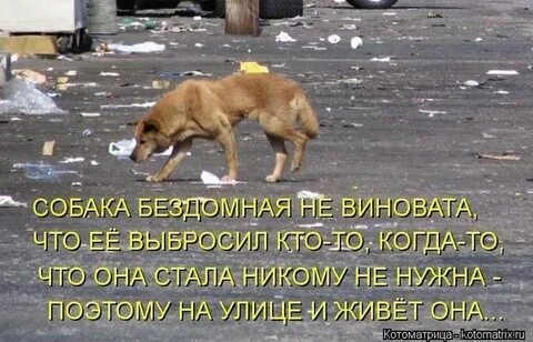 Дать жизнь собаке