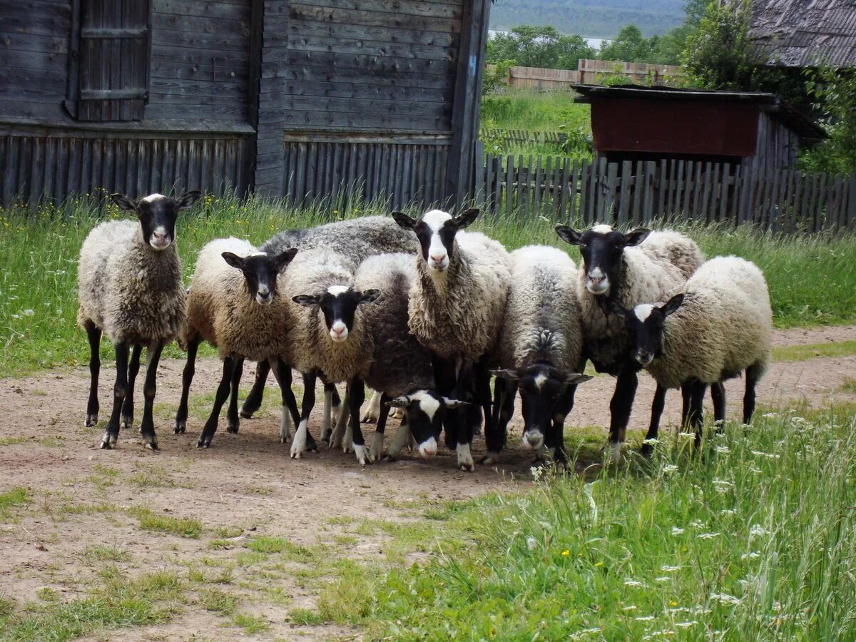 Овцеводство Романовская порода. Грубошерстные породы овец Романовская. Романовская порода породы овец.