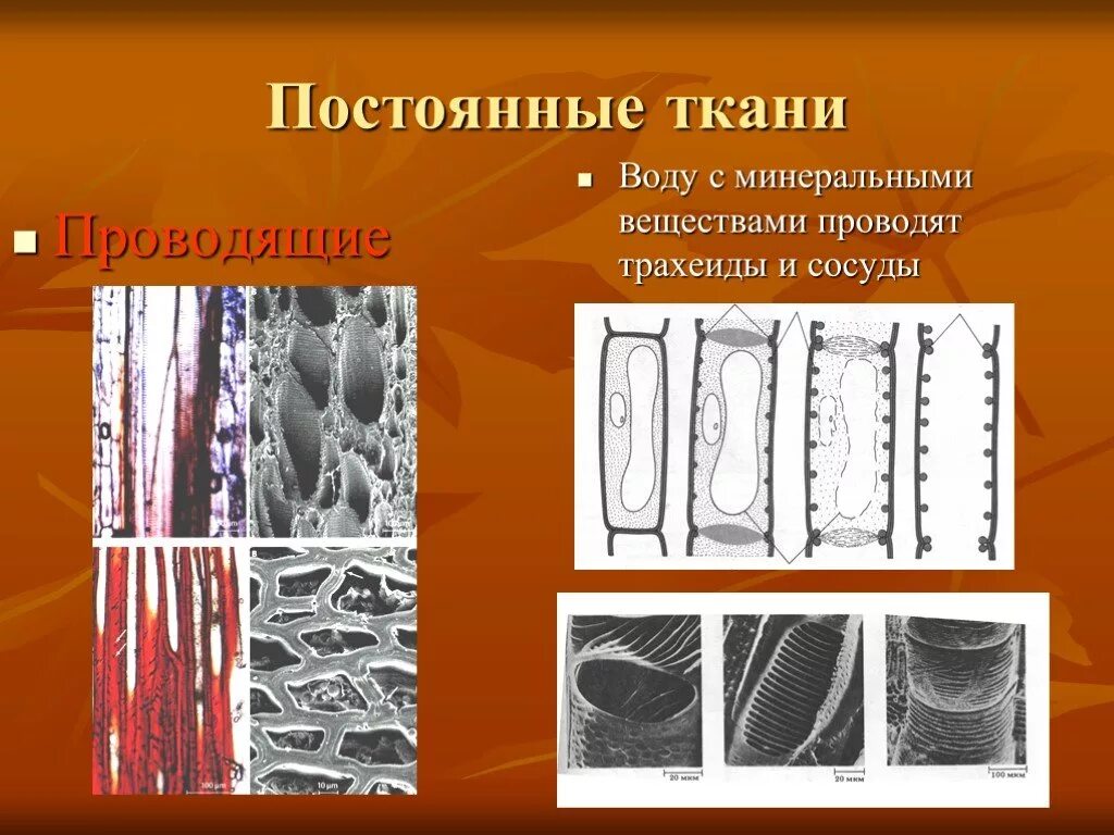 Сосуды и трахеиды. Постоянные ткани растений. Сосуды и трахеиды вода Минеральные. Проводящая ткань строение. Какие вещества проводят сосуды