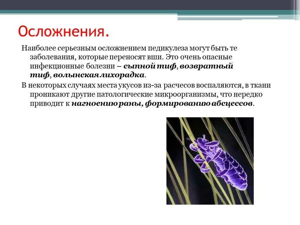 Вши какое заболевание. Осложнения платяного педикулёза. Осложнения при педикулезе. Осложнения головного педикулеза.