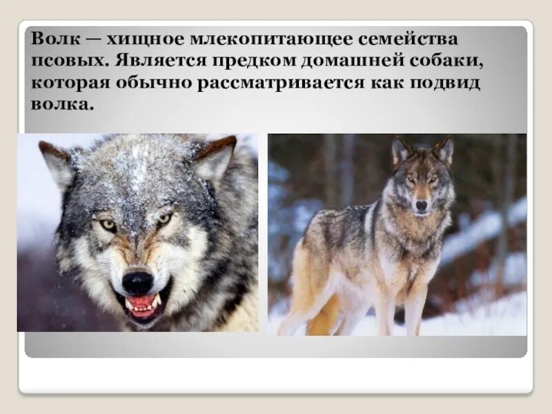Подвиды волка. Волк хищное млекопитающее семейства псовых. Волк и собака отличия. Отличие волка от собаки.