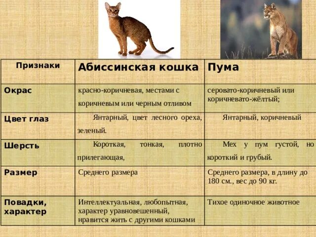 Вес абиссинского кота. Абиссинский кот Размеры взрослого. Вес взрослого абиссинского кота. Таблица абиссинец вес. Рассмотрите фотографию кошки породы абиссинская и выполните