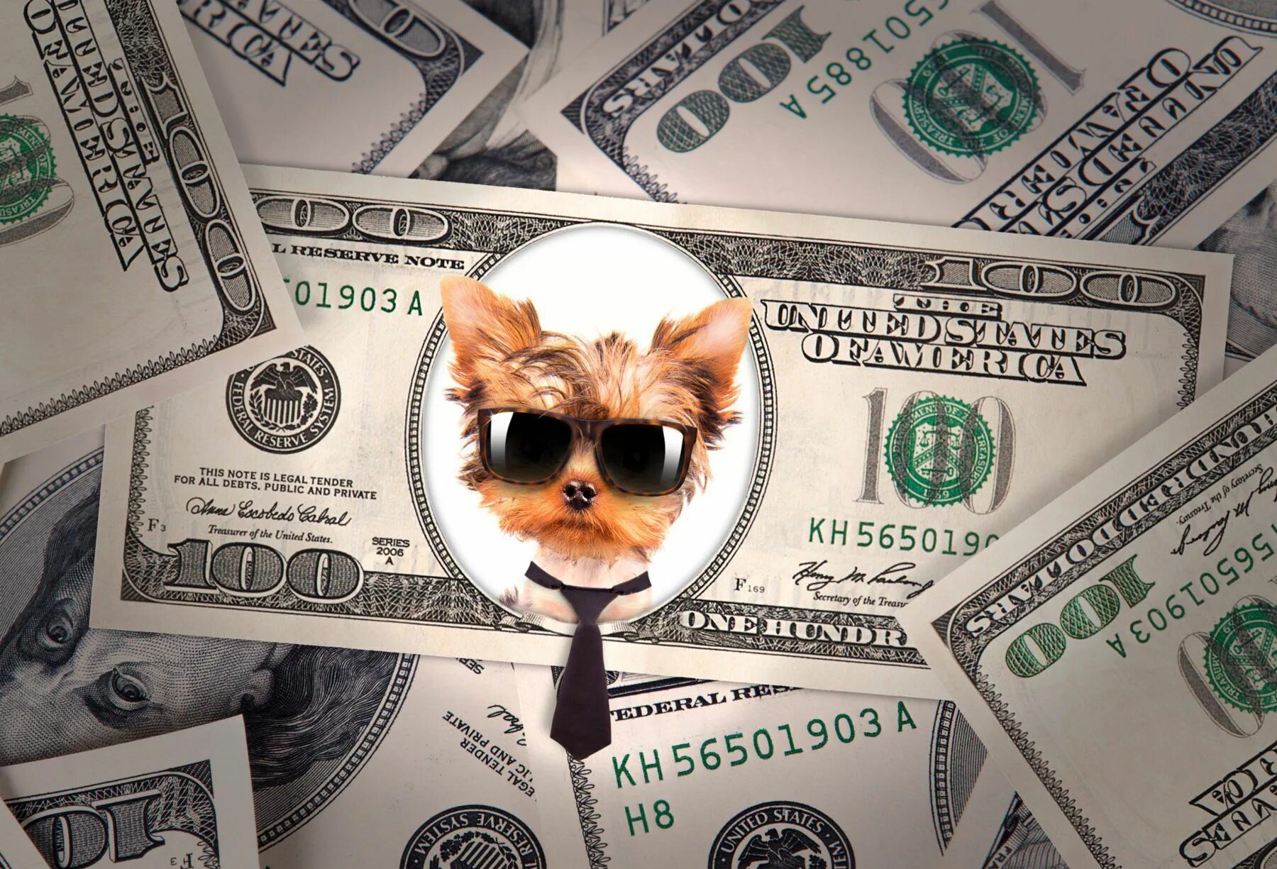 Собака доллар. Собака с долларами в глазах. Коты и кредитка. Покажи мне кота в очках с купюрами долларов и калькулятором. Money pet