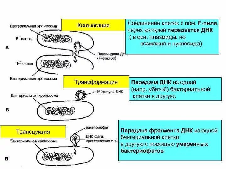 Трансформация клеток. Генетические рекомбинации трансформация трансдукция конъюгация. размножение бактерий конъюгация трансформация трансдукция. трансформация, трансдукция, лизогения. размножение бактерий трансдукция.