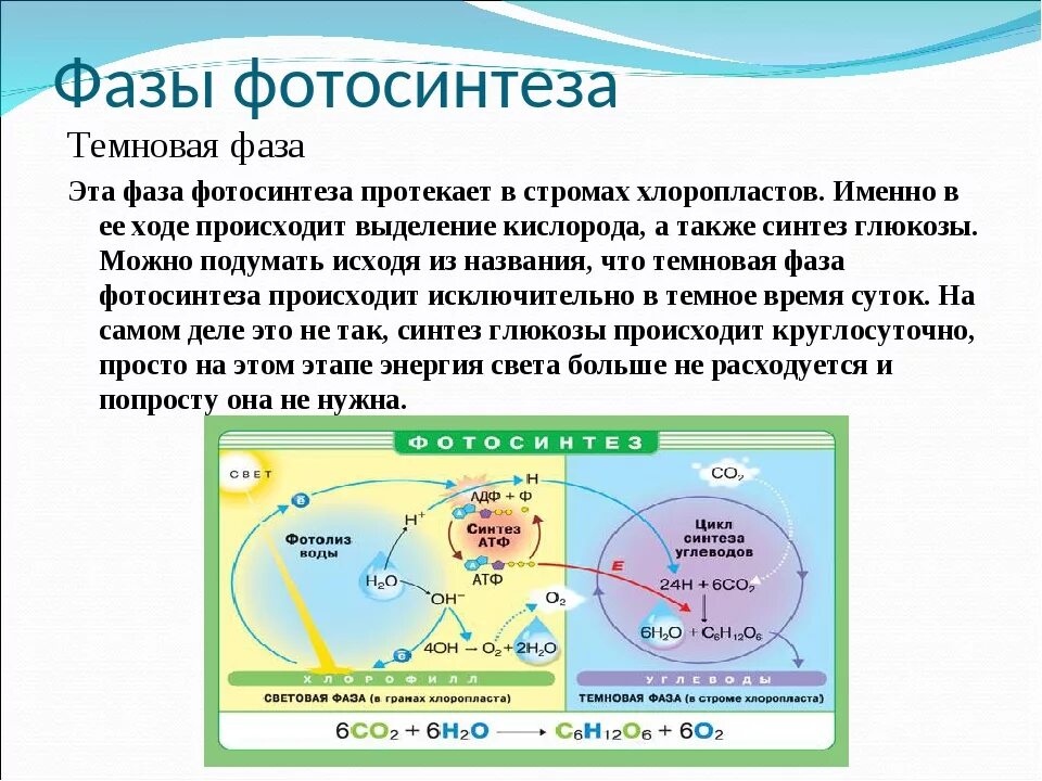 Фотосинтез это выбрать. Фотосинтез это выбрать