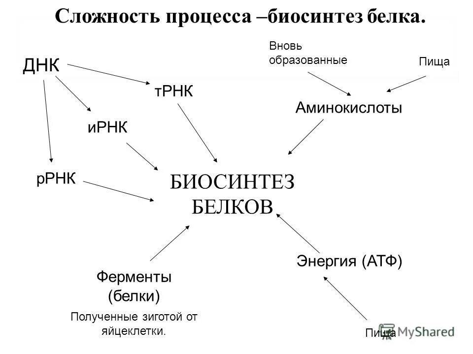 белки ферменты. фермент пепсин строение. роль бедков в организм. образование ферментов из аминокислот. внутриклеточное превращение белков.
