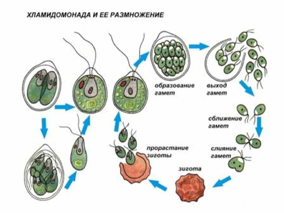 Размножение водорослей 6. Этапы размеожения хломидомонад. Размножение хламидомонады. Размножение водорослей хламидомонада. Схема размножения одноклеточных водорослей.