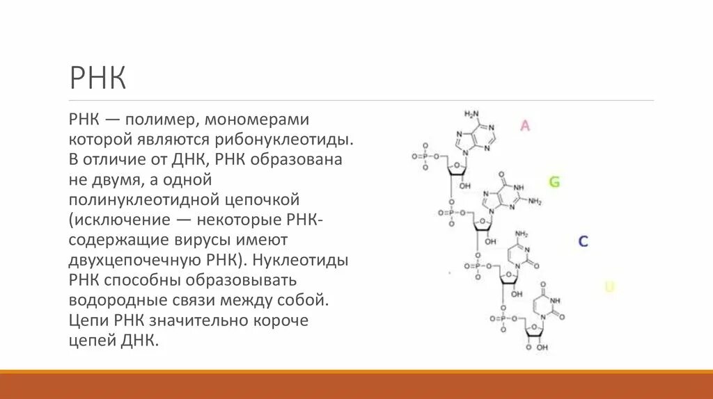 Типы мономеров РНК. РНК полимер структура. РНК полимер мономерами которого являются рибонуклеотиды. Строение мономера РНК.