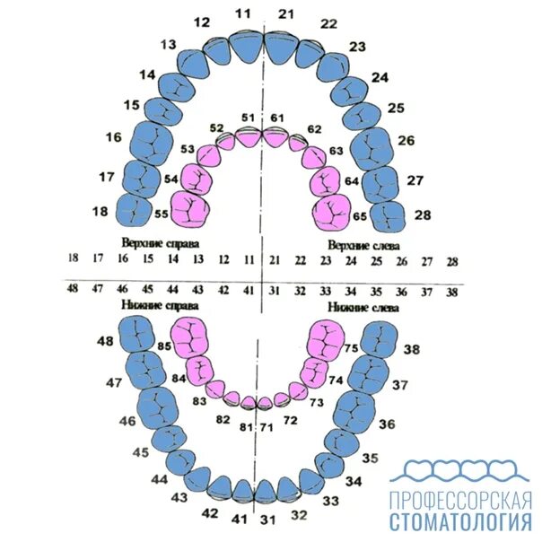 Передние и задние зубы какие. Зубная формула молочных зубов схема. Зубная формула молочных зубов верхняя челюсть. Зубная формула по международной системе обозначения зубов. Стоматологическая формула постоянных зубов.