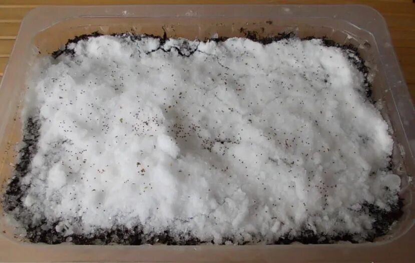 Посев семян на рассаду на снег. Высадка петунии на снег. Посев семян петунии на снег. Посев семян петунии на снег. Мелкие семена петунии.