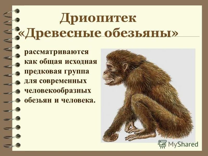 Дриопитеки - древесная обезьяна. Человекообразные обезьяны в кайнозое. Проконсул и дриопитек. Дриопитеки - древесная обезьяна. Обезьяна дриопитек.