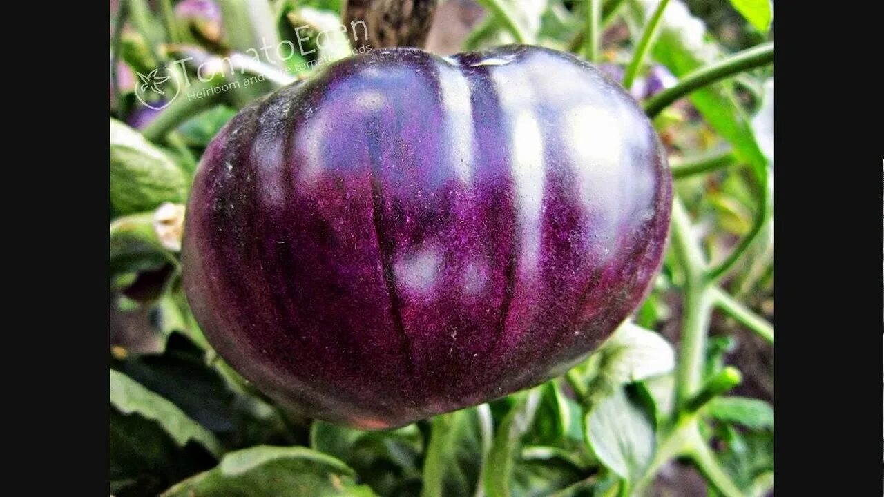 Помидоры фиолетовые сорта фото Фиолетовые помидоры сорта название и фото