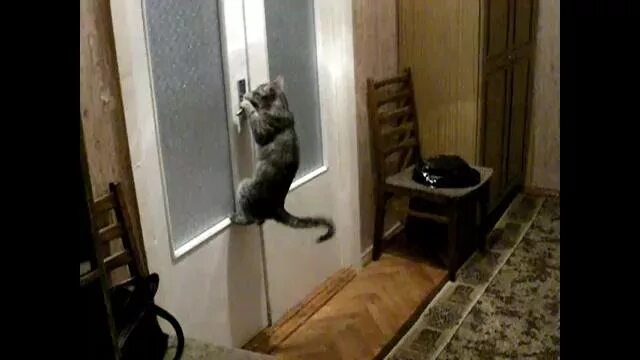 Кот открыл кран. Кот под дверью. Кот открывает дверь. Дверь для кота. Кот скребется в дверь.