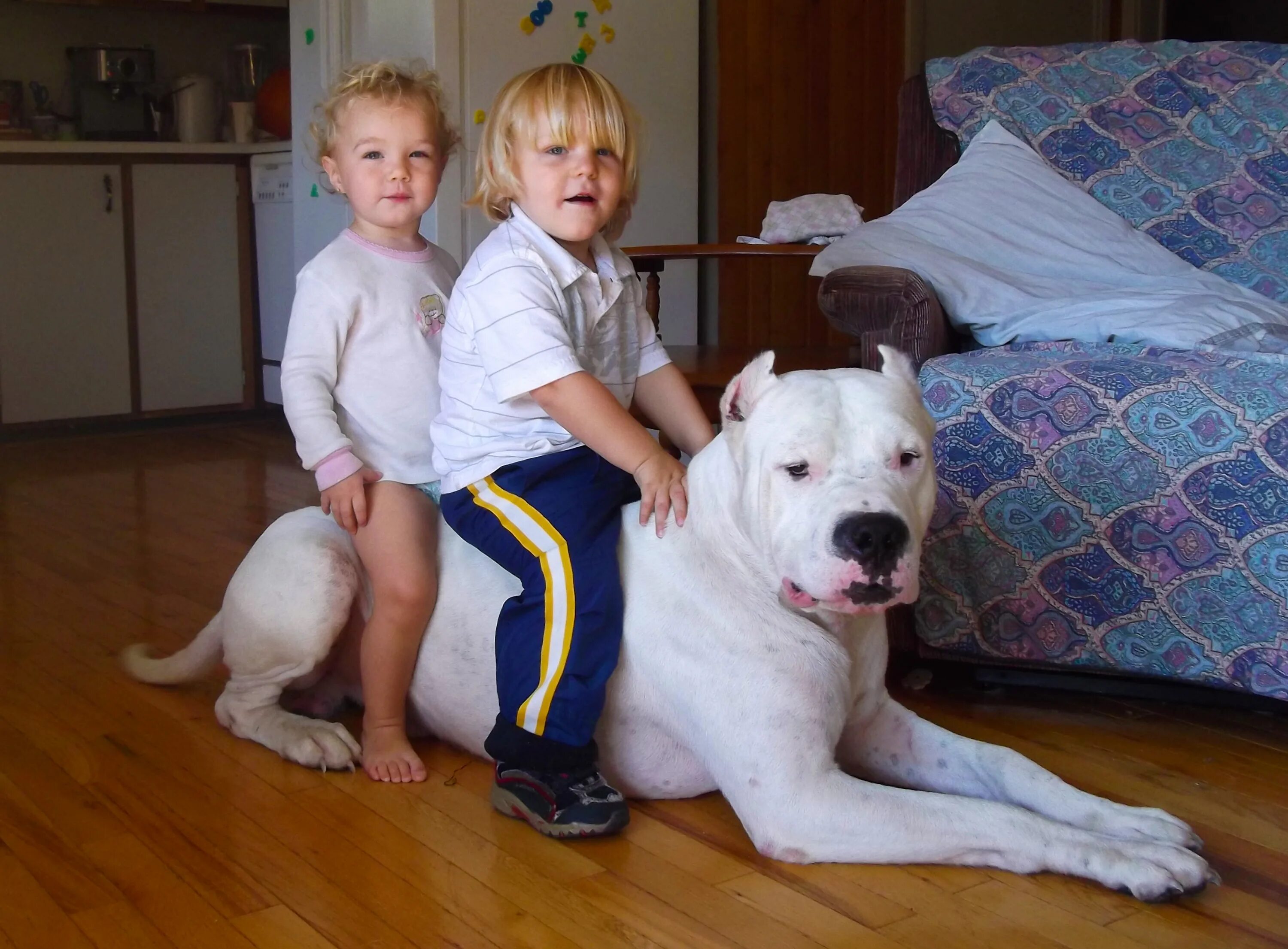 Люблю больших собак. Аргентинский дог и питбуль. Аргентинский дог. Аргентинский дог и дети. Аргентинский дог с человеком.