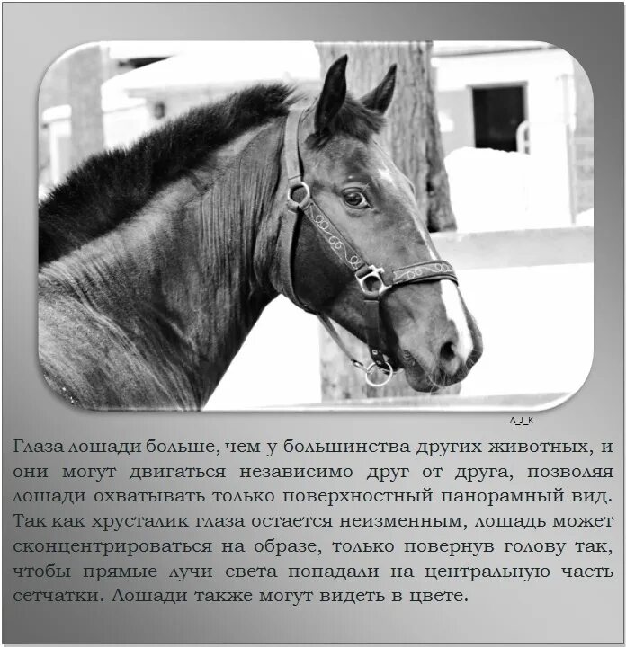 Лошадь доклад 3 класс. Интересное про лошадей. Факты о лошадях. Интересные статьи про лошадей. Рассказ о лошади.