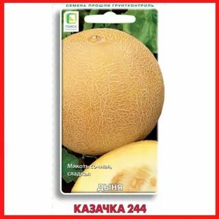Дыня казачок
