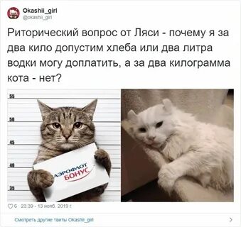 2 кг кота