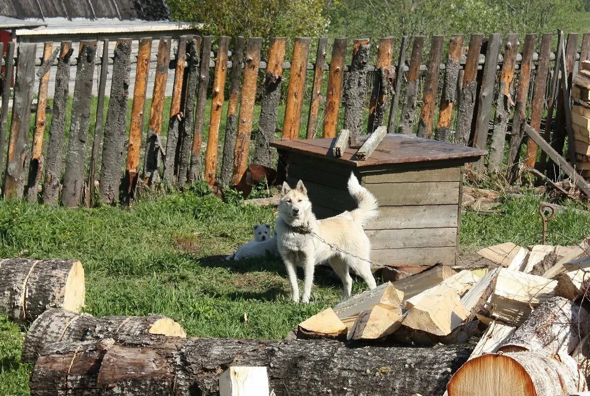 Dog village. Собака в деревне. Собака во дворе деревня. Деревенский пес. Щенок в деревне.