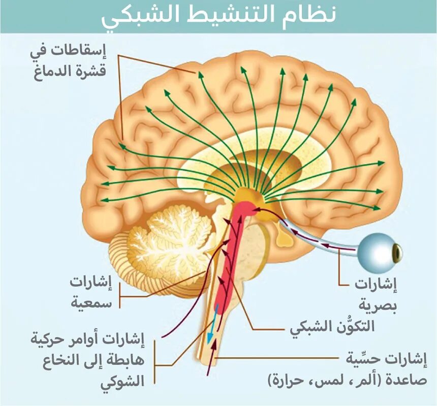 Activate system. Глимфатической системой мозга. Мозг анатомия. Reticular activating System. Глимфатическая система.