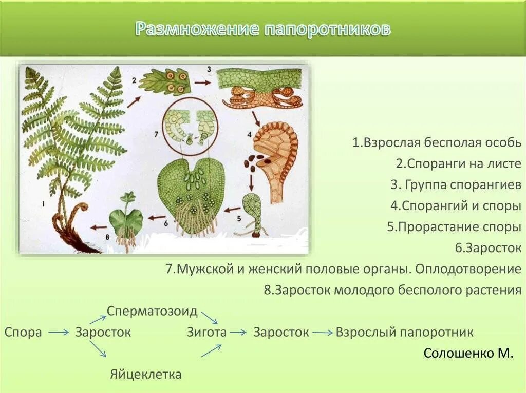 Размножение с помощью спор половое размножение. Размножение папоротников схема. Жизненный цикл папоротника спорангий. Бесполое размножение папоротника биология 6 класс. Цикл развития папоротника щитовника.