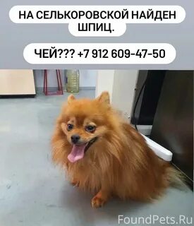 Найден шпиц