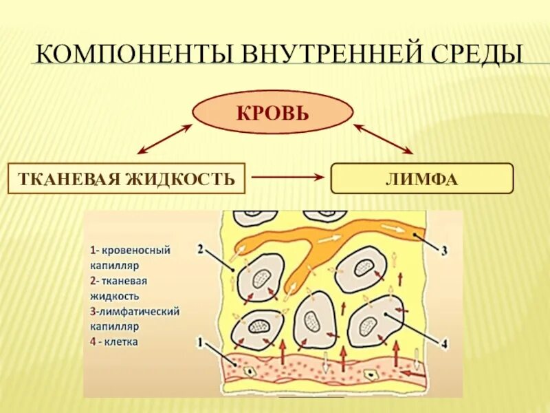 Жидкие среды организма кровь лимфа тканевая жидкость. Схема превращения жидкостей внутренней среды. Кровь лимфа тканевая жидкость рисунок. Внутренняя среда тканевая жидкость. Межклеточная вода в организме