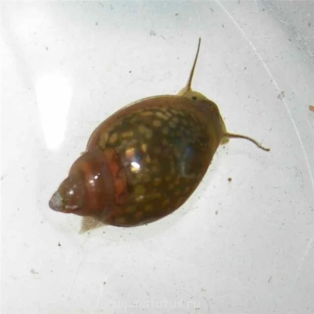 Аквариумные улитки мелании. Ампулярии в аквариуме. Ампулярия аквариумная. Улитка аквариумная ампулярия. Улитка ампулярия голубая.