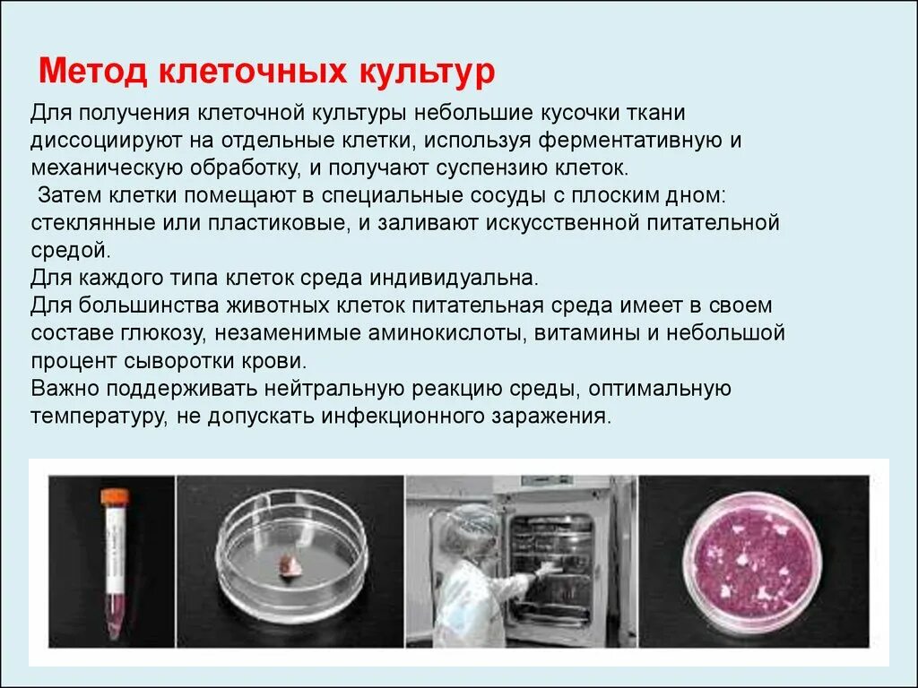 Обработка клеточной массы гормонами высаживание изолированных. Метода культуры клеток и тканей. Метод культуры клеток. Методы клеточных культур. Методы культивирования клеток.