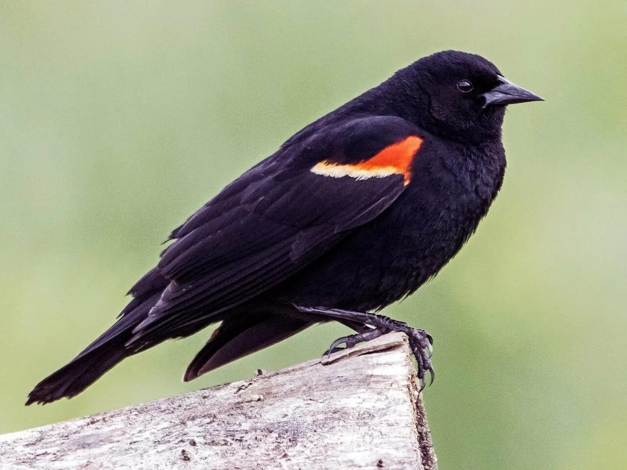 Red-Winged Blackbird. Птица с красным хвостом. Оранжевая птица с черными крыльями. Черно красная птица.