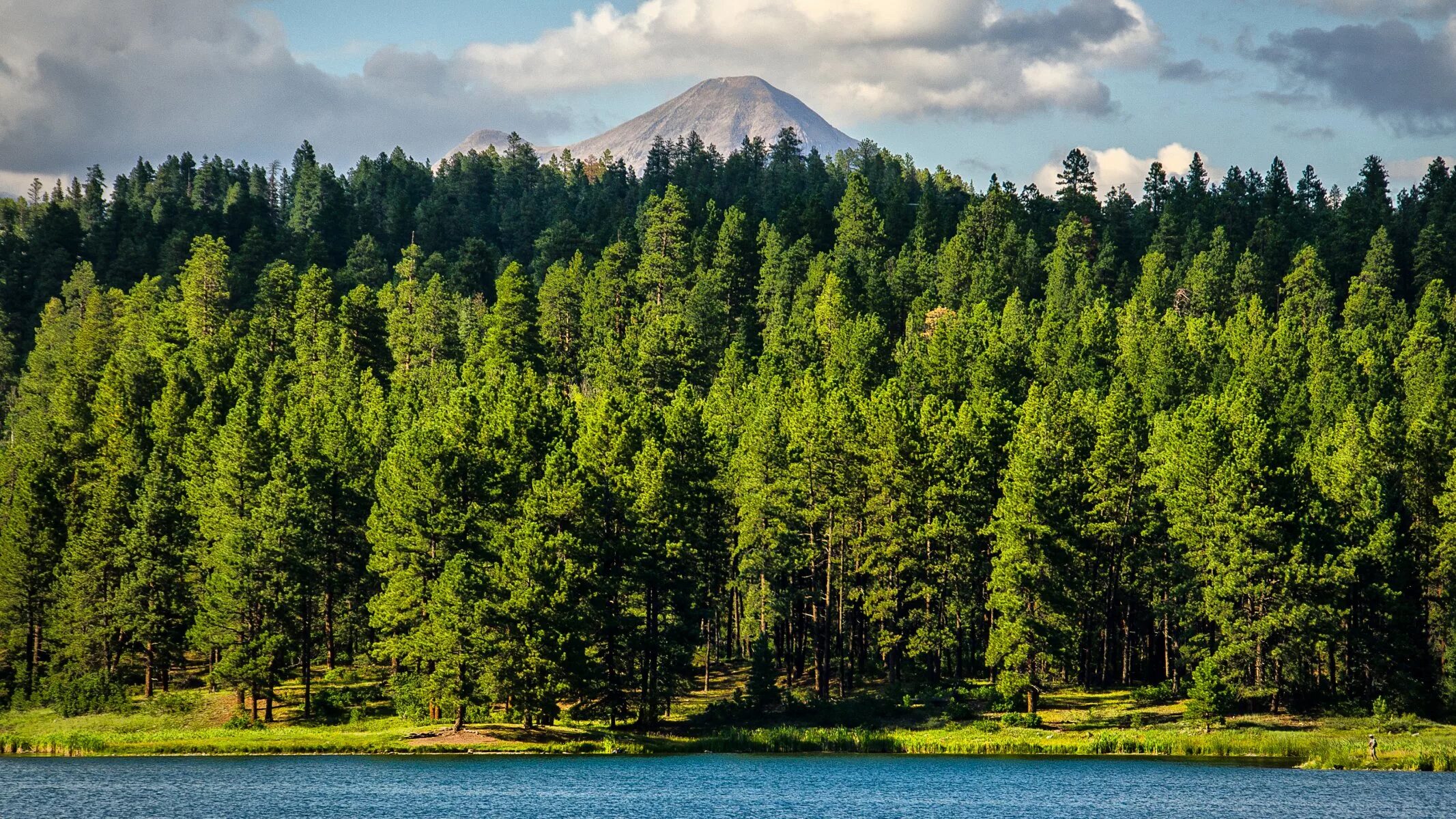 Lots of trees